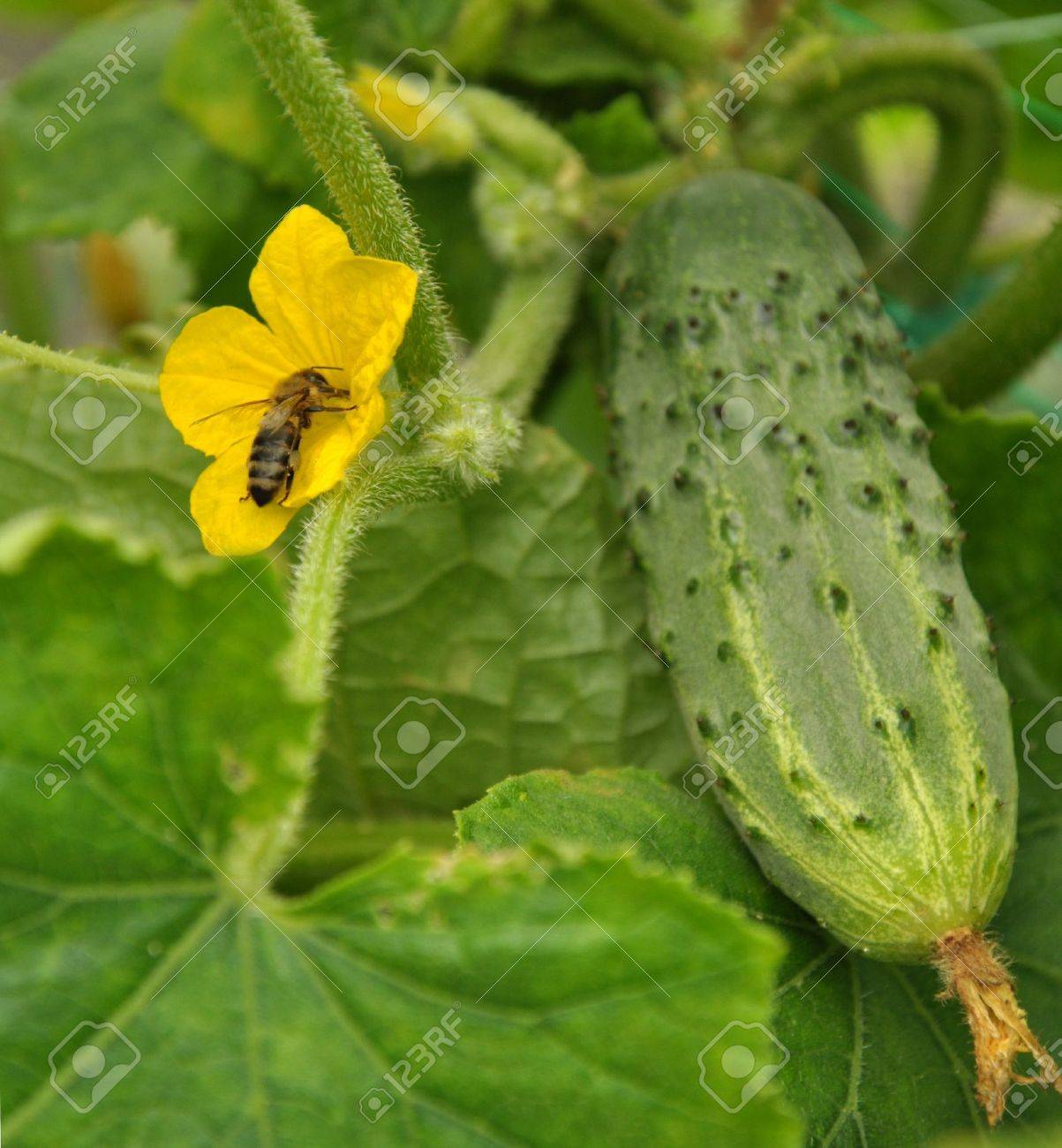 Bee in the flower of cucumber and ripe cucumber - 18083353 Bee in the flower of cucumber and ripe cucumber - 18083353