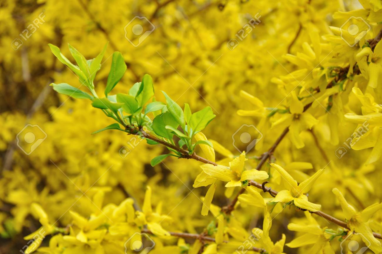 green leaves in the yellow blossom of Forsythia - 23084553 green leaves in the yellow blossom of Forsythia - 23084553
