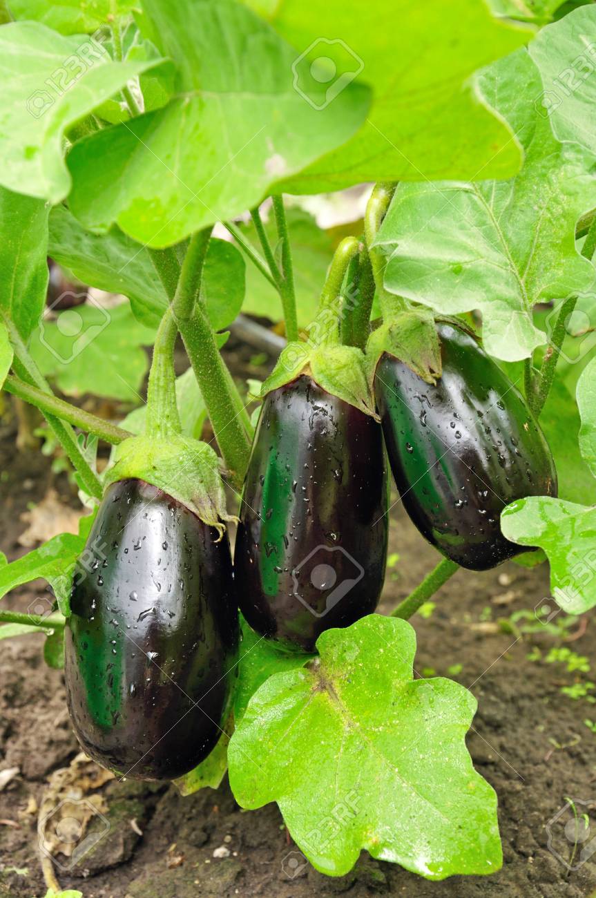 Three purple eggplants on the bush with water drops - 27780445 Three purple eggplants on the bush with water drops - 27780445