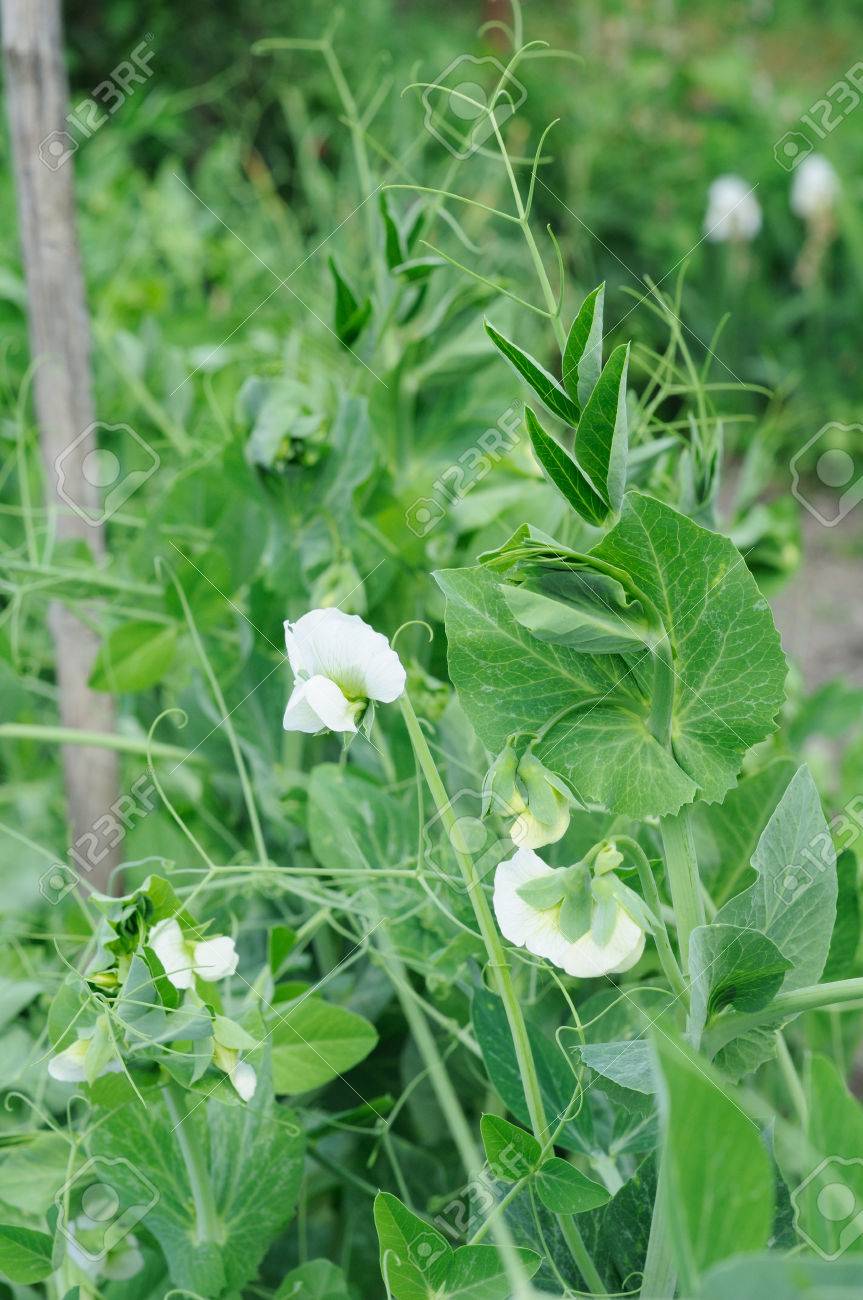 White Flowers On The Young Plant Of Peas Stock Photo, Picture and Royalty  Free Image. Image 29319228., image size:863x1300