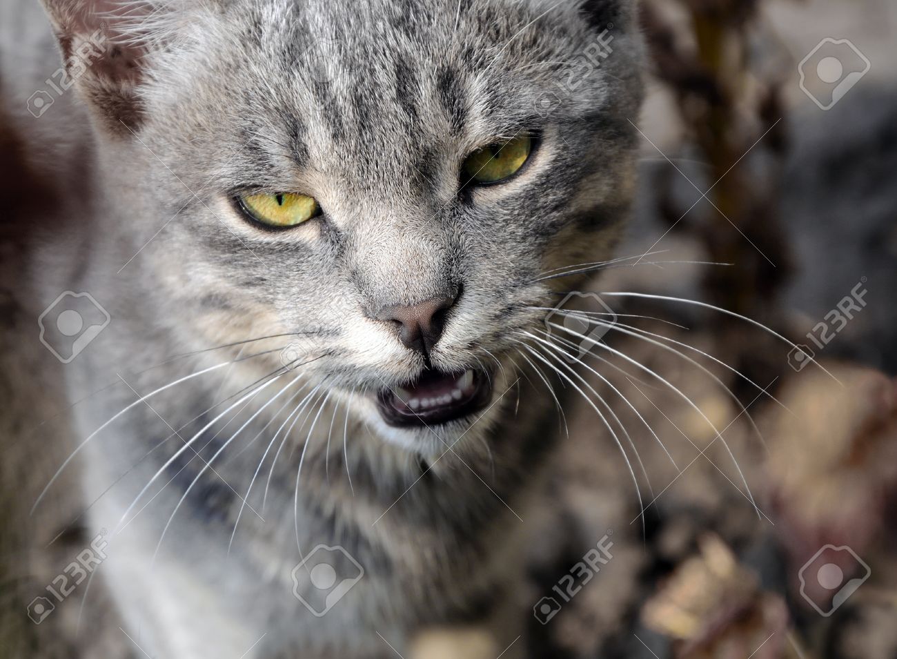 Ash's Deceased Characters (WIP) 36001413-Portrait-of-grey-cat-meowing-with-bright-green-yellow-eyes-Stock-Photo