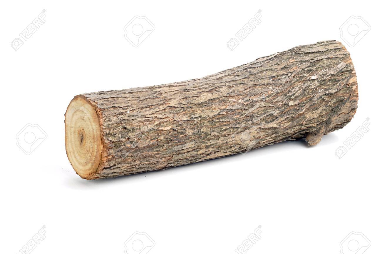 one willow log isolated over white background - 36158825 one willow log isolated over white background - 36158825
