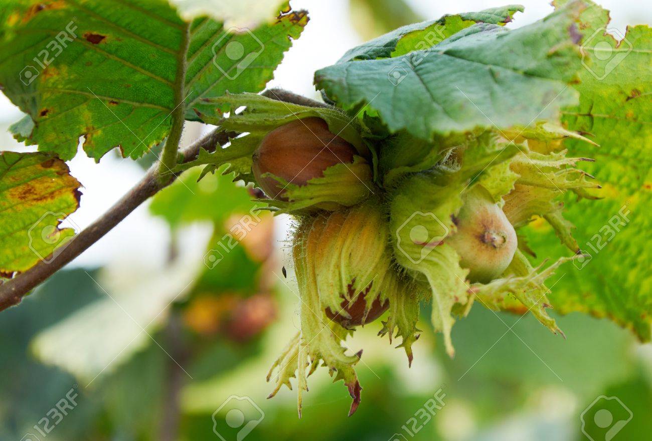 custer of huzelnuts on the tree growing - 86182854 custer of huzelnuts on the tree growing - 86182854