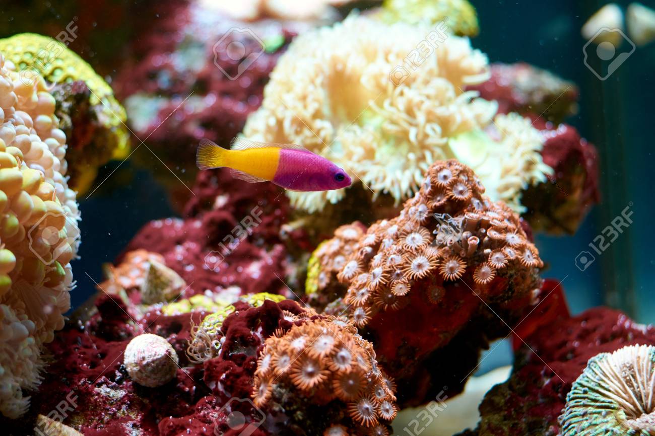 ロイヤルドッティバック ピクチクロミスパッカネッラ バイカラーの紫と黄色の魚とセリアンサスアネモネの背後にある の写真素材 画像素材 Image ロイヤルドッティバック ピクチクロミスパッカネッラ バイカラーの紫と黄色の魚とセリアンサスアネモネの背後にある の写真素材 画像素材 Image