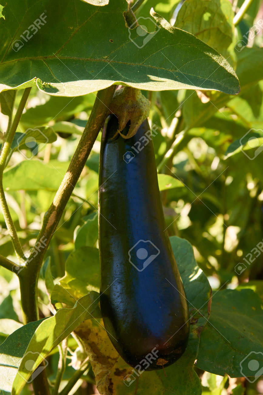 Ripe dark violet eggplant growing - 154539622 Ripe dark violet eggplant growing - 154539622