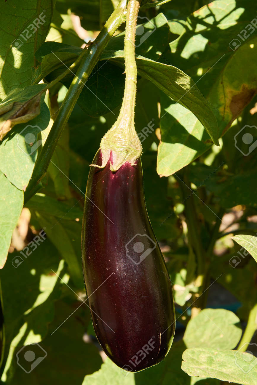 Long violet eggplant growing - 154539644 Long violet eggplant growing - 154539644