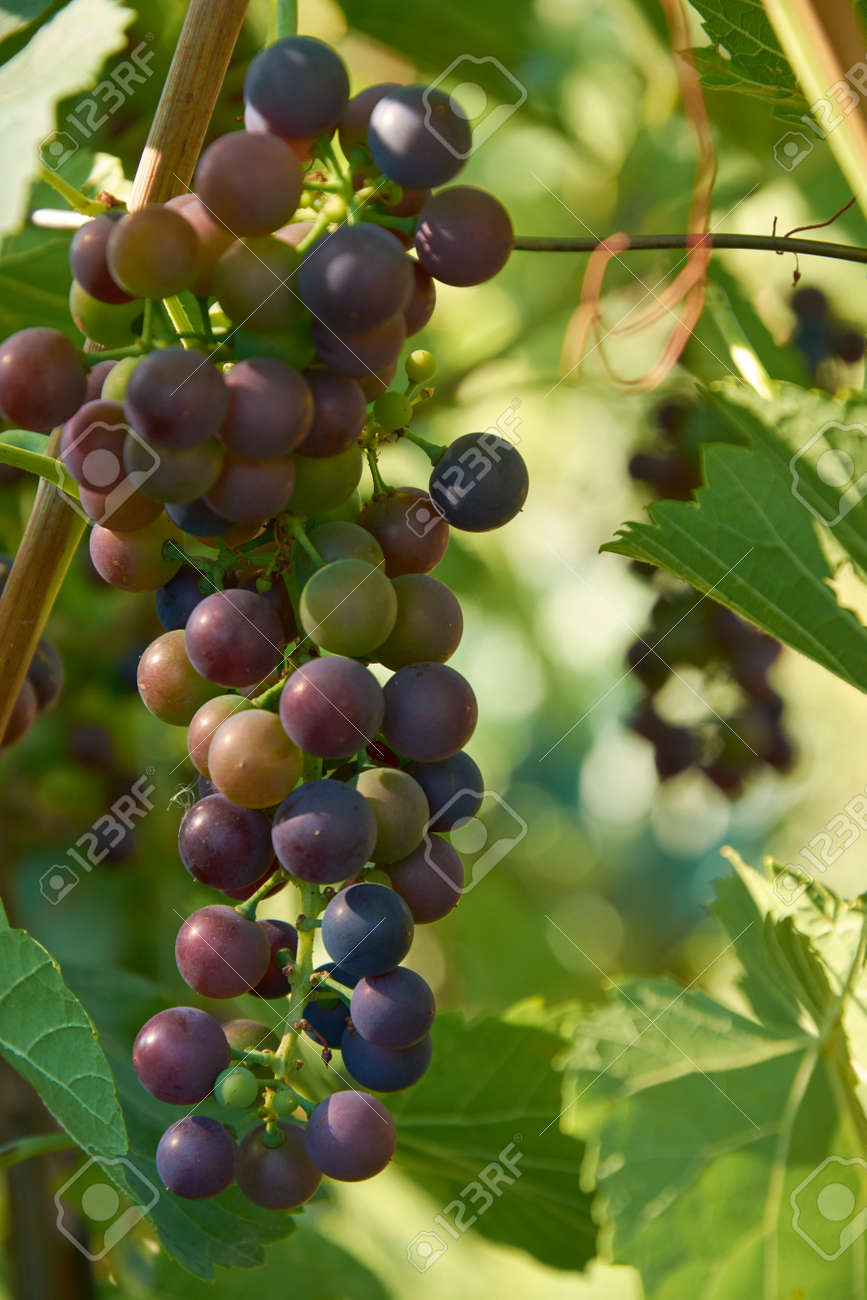 Different stages of ripening of wine grape. Clusters on the vine - 155906323 Different stages of ripening of wine grape. Clusters on the vine - 155906323
