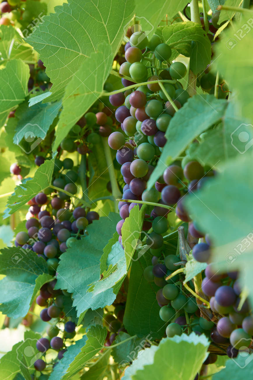 Different stages of ripening of wine grape. Clusters on the vine - 155906329 Different stages of ripening of wine grape. Clusters on the vine - 155906329