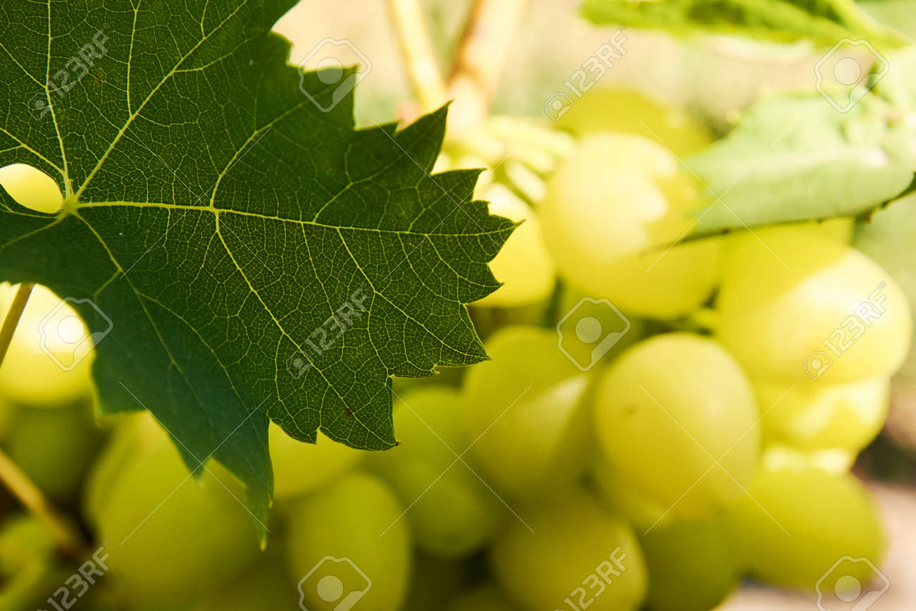 Grape leaf in front of cluster lit with sunlight - 155906331 Grape leaf in front of cluster lit with sunlight - 155906331