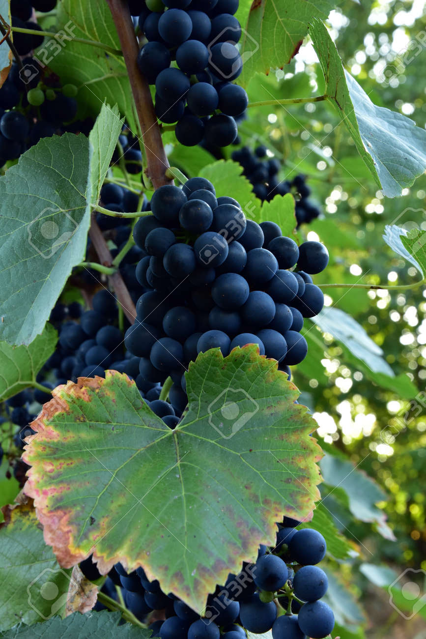 Clusters of ripe round shape deep blue wine sort of grape on the vine - 155906338 Clusters of ripe round shape deep blue wine sort of grape on the vine - 155906338