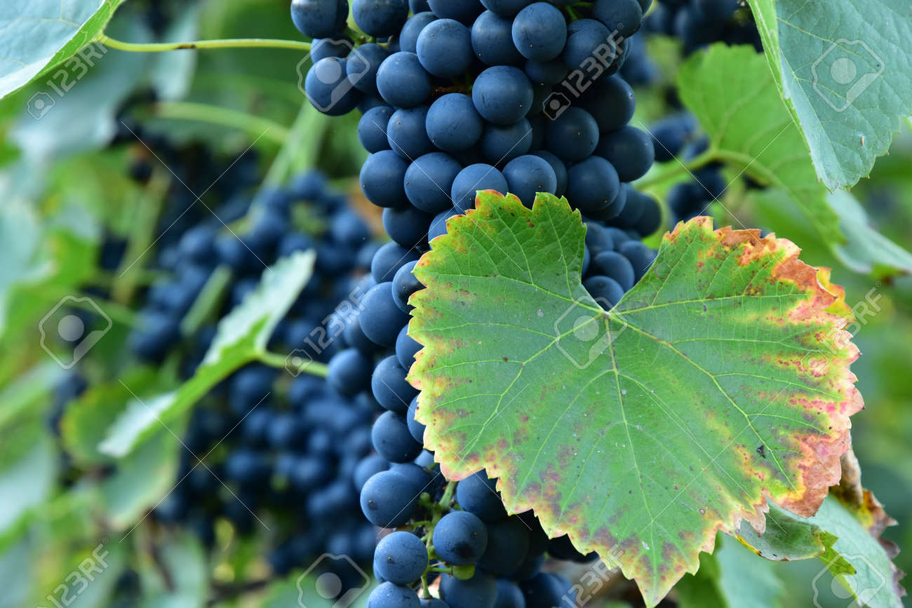 Clusters of ripe round shape deep blue wine sort of grape on the vine - 155463326 Clusters of ripe round shape deep blue wine sort of grape on the vine - 155463326