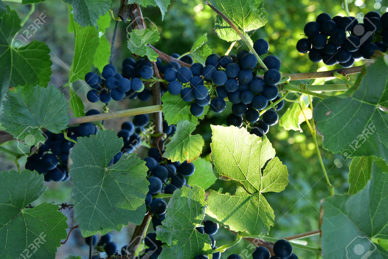 Clusters of ripe blue grape on the vine and sunlight going through the leaf - 155906339 Clusters of ripe blue grape on the vine and sunlight going through the leaf - 155906339