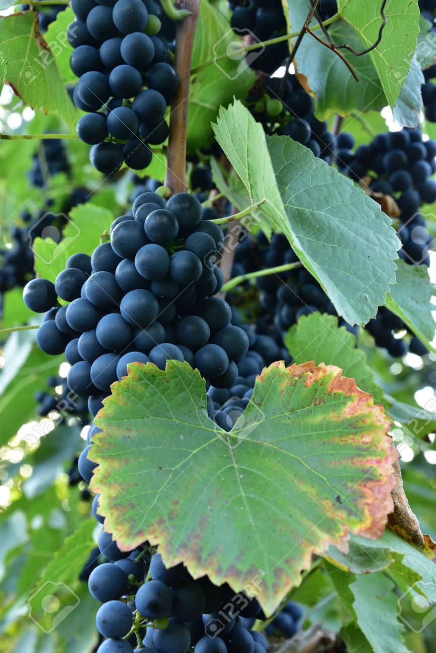 Clusters of ripe round shape deep blue wine sort of grape on the vine - 155462297 Clusters of ripe round shape deep blue wine sort of grape on the vine - 155462297