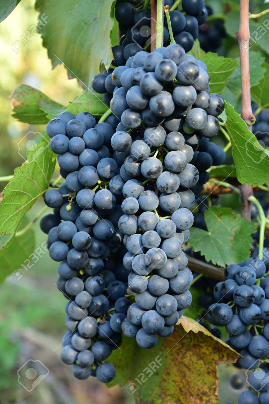 Clusters of ripe round shape deep blue wine sort of grape on the vine - 155906340 Clusters of ripe round shape deep blue wine sort of grape on the vine - 155906340