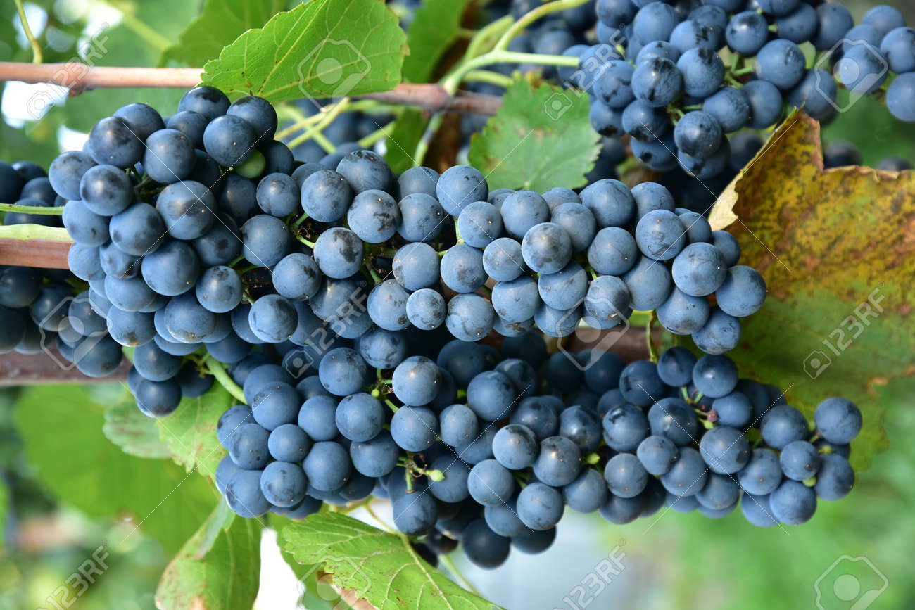 Clusters of ripe round shape deep blue wine sort of grape on the vine - 155463030 Clusters of ripe round shape deep blue wine sort of grape on the vine - 155463030