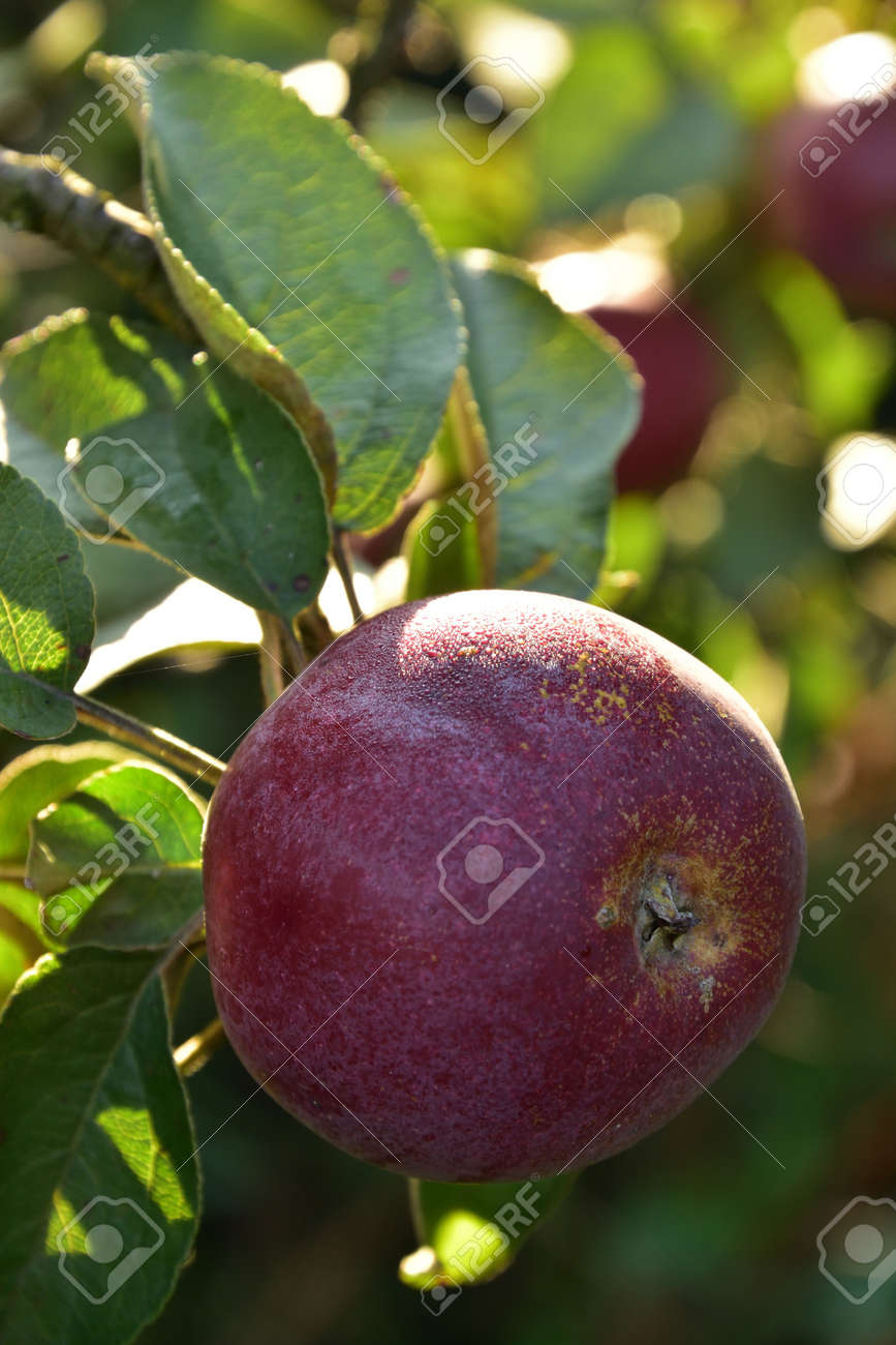 One red Autumn apple growing on the tree - 155906349 One red Autumn apple growing on the tree - 155906349
