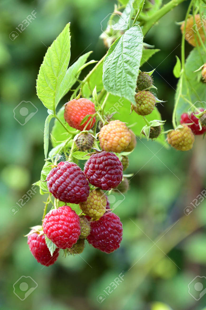 Many ripe res raspberries on the bush growing - 155906372 Many ripe res raspberries on the bush growing - 155906372