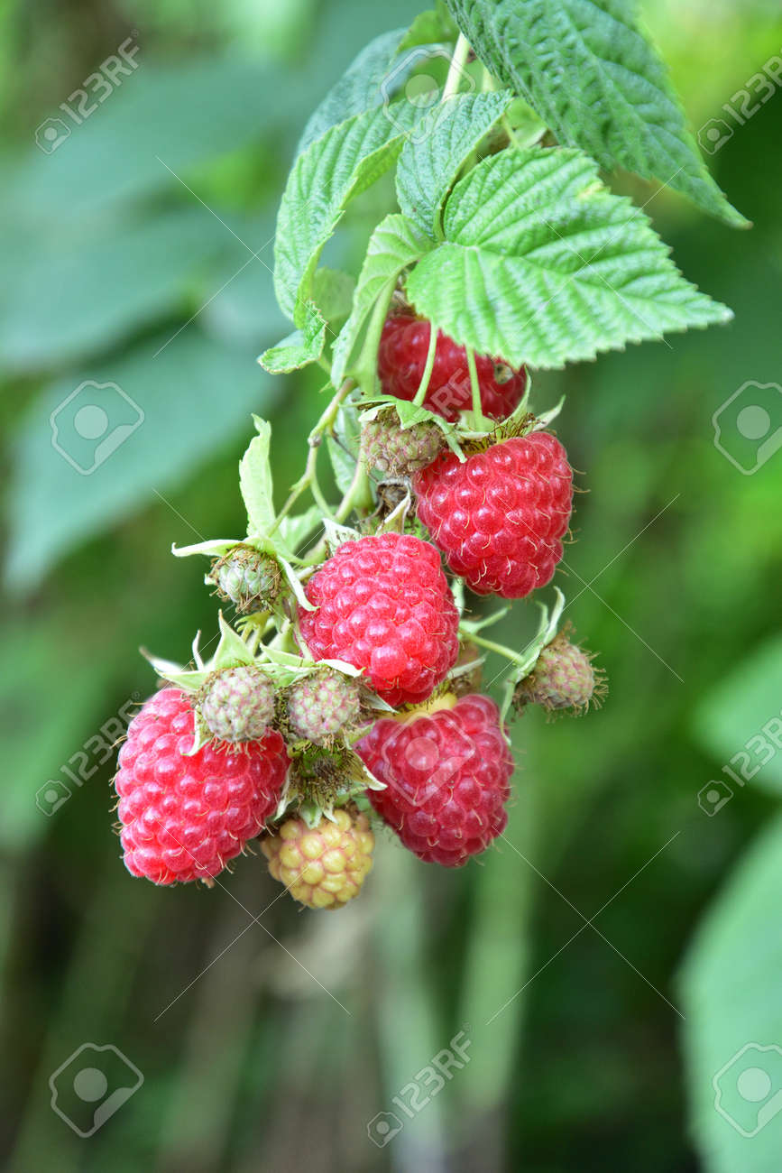 Many ripe res raspberries on the bush growing - 155906374 Many ripe res raspberries on the bush growing - 155906374
