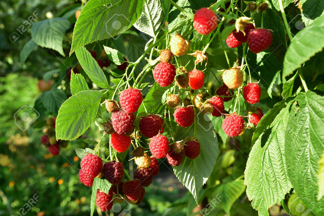 Many ripe res raspberries on the bush growing - 155906375 Many ripe res raspberries on the bush growing - 155906375