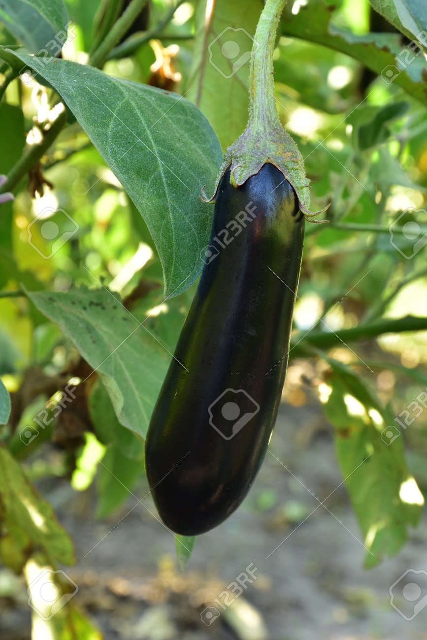 Long ripe violet eggplants growing on the bush - 155906383 Long ripe violet eggplants growing on the bush - 155906383