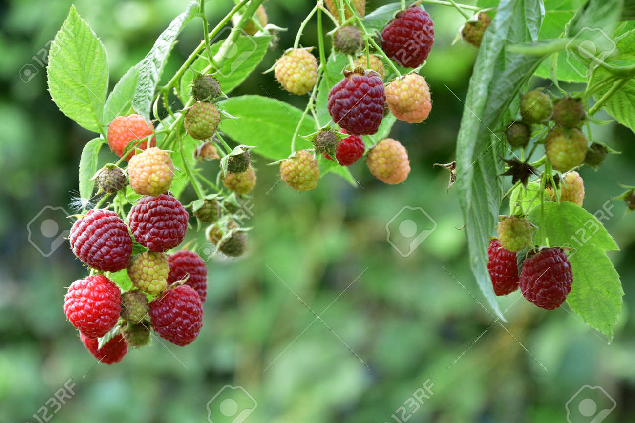 Many ripe res raspberries on the bush growing - 155906384 Many ripe res raspberries on the bush growing - 155906384