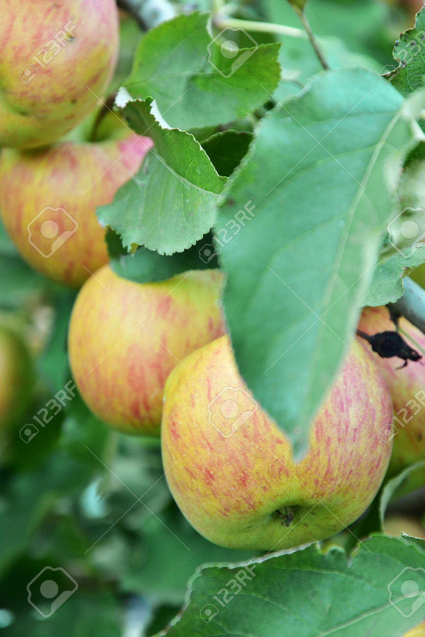 Red and green apples growing on the tree - 155906385 Red and green apples growing on the tree - 155906385