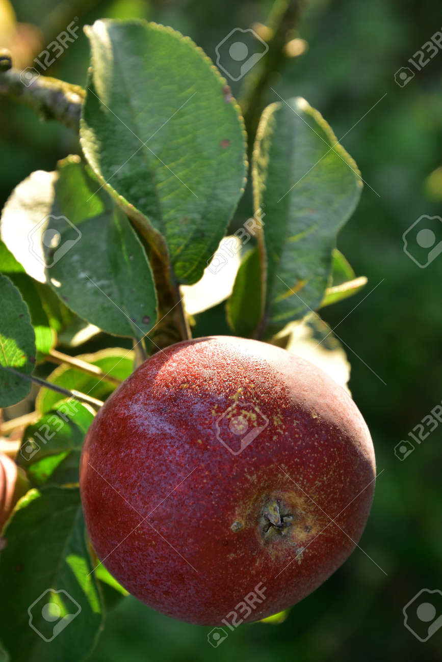 One red Autumn apple growing on the tree - 155906386 One red Autumn apple growing on the tree - 155906386