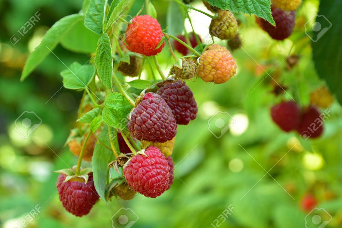 Many ripe res raspberries on the bush growing - 155906387 Many ripe res raspberries on the bush growing - 155906387