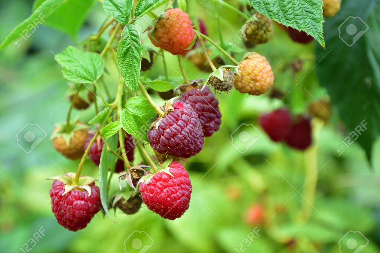 Many ripe res raspberries on the bush growing - 155906388 Many ripe res raspberries on the bush growing - 155906388
