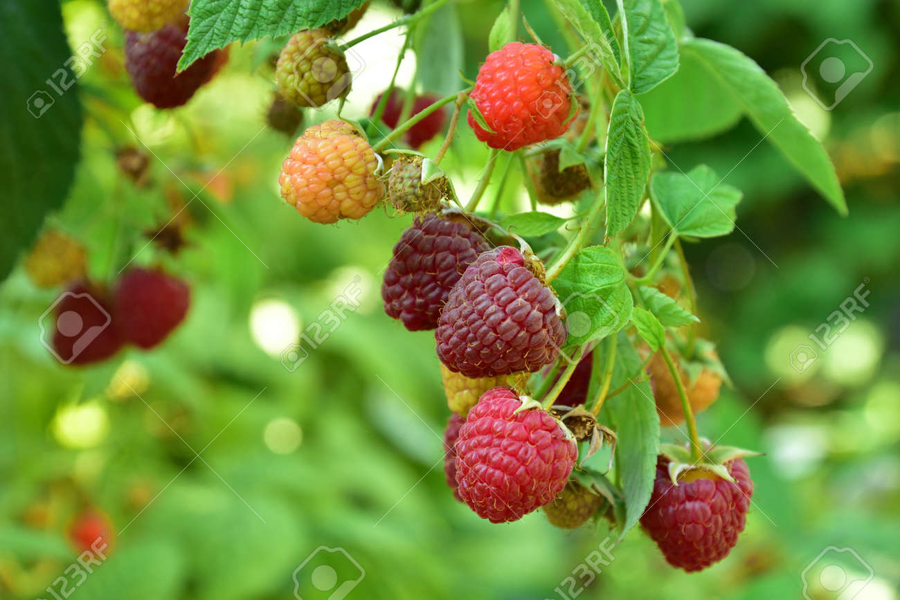 Many ripe res raspberries on the bush growing - 155906389 Many ripe res raspberries on the bush growing - 155906389