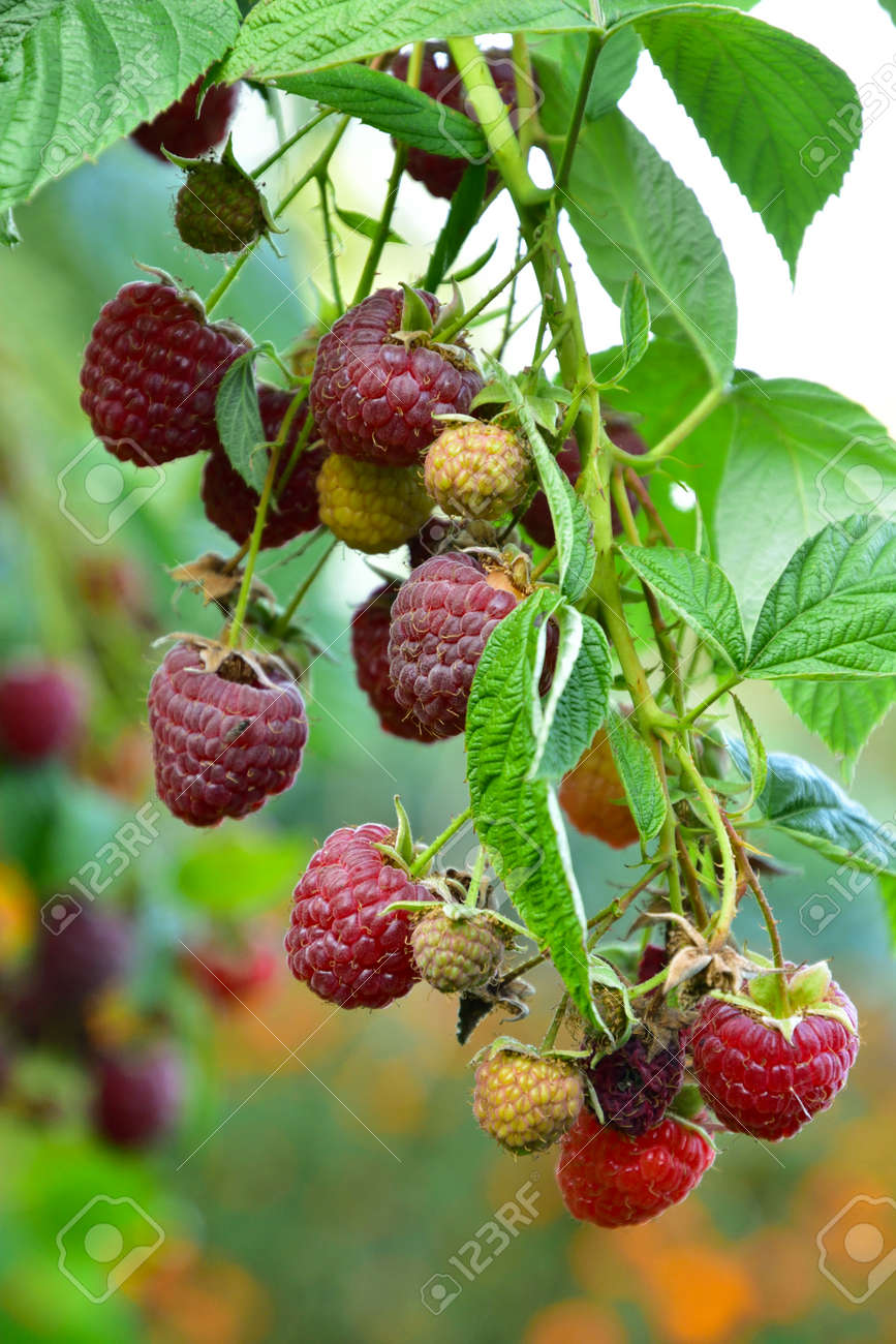 Many ripe res raspberries on the bush growing - 155906390 Many ripe res raspberries on the bush growing - 155906390