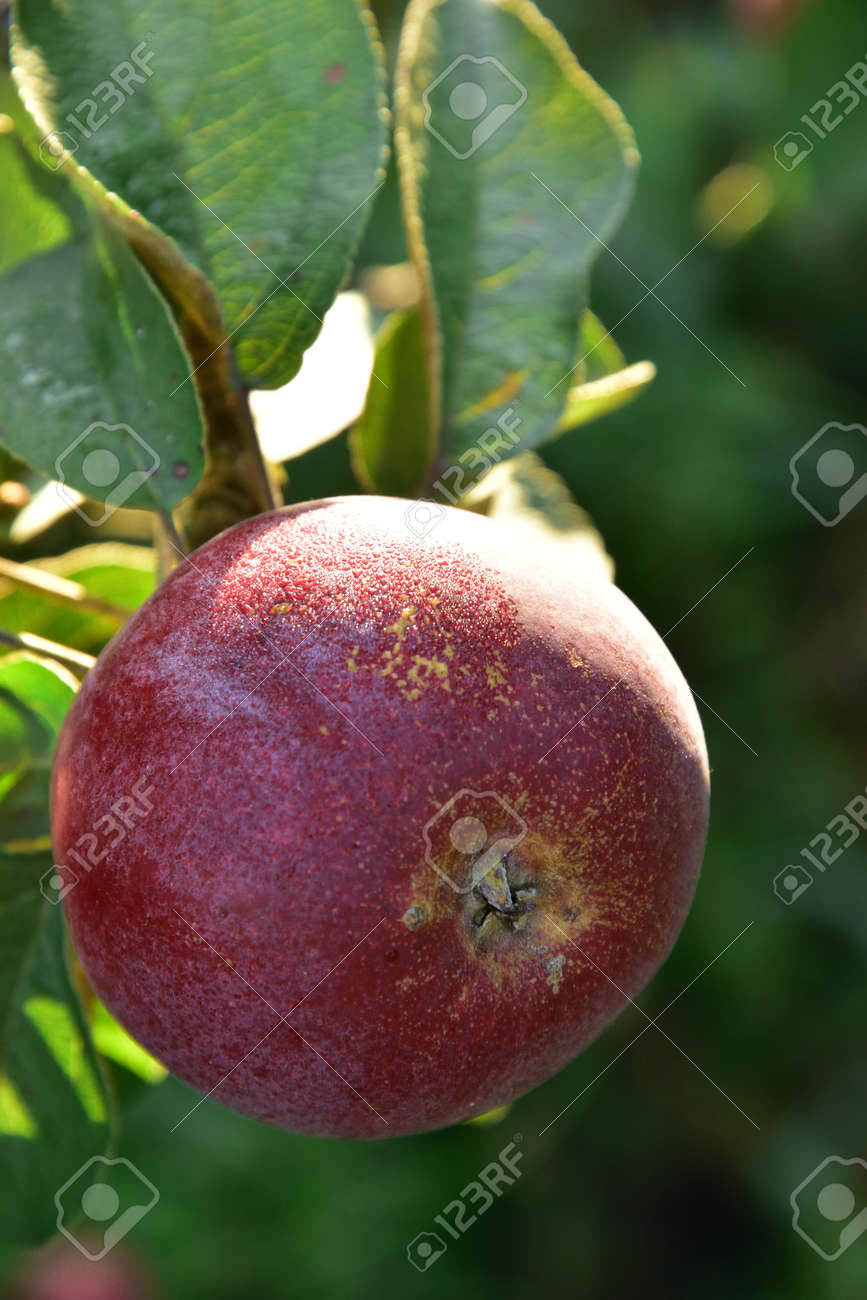 One red Autumn apple growing on the tree - 155906391 One red Autumn apple growing on the tree - 155906391