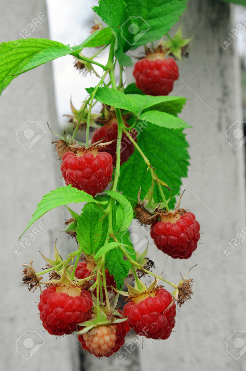 Twig of red raspberry over white wooden painted fence on background - 156011920 Twig of red raspberry over white wooden painted fence on background - 156011920
