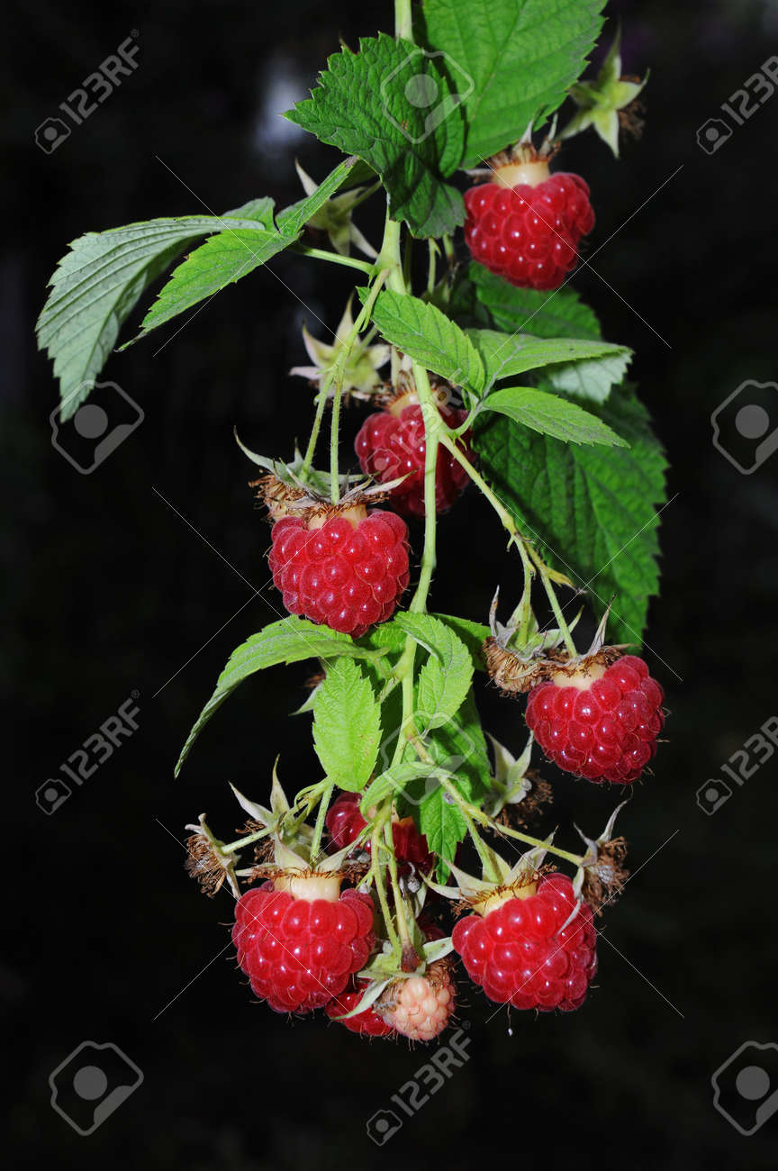 Twig of red ripe juicy raspberries over dark background - 156011497 Twig of red ripe juicy raspberries over dark background - 156011497
