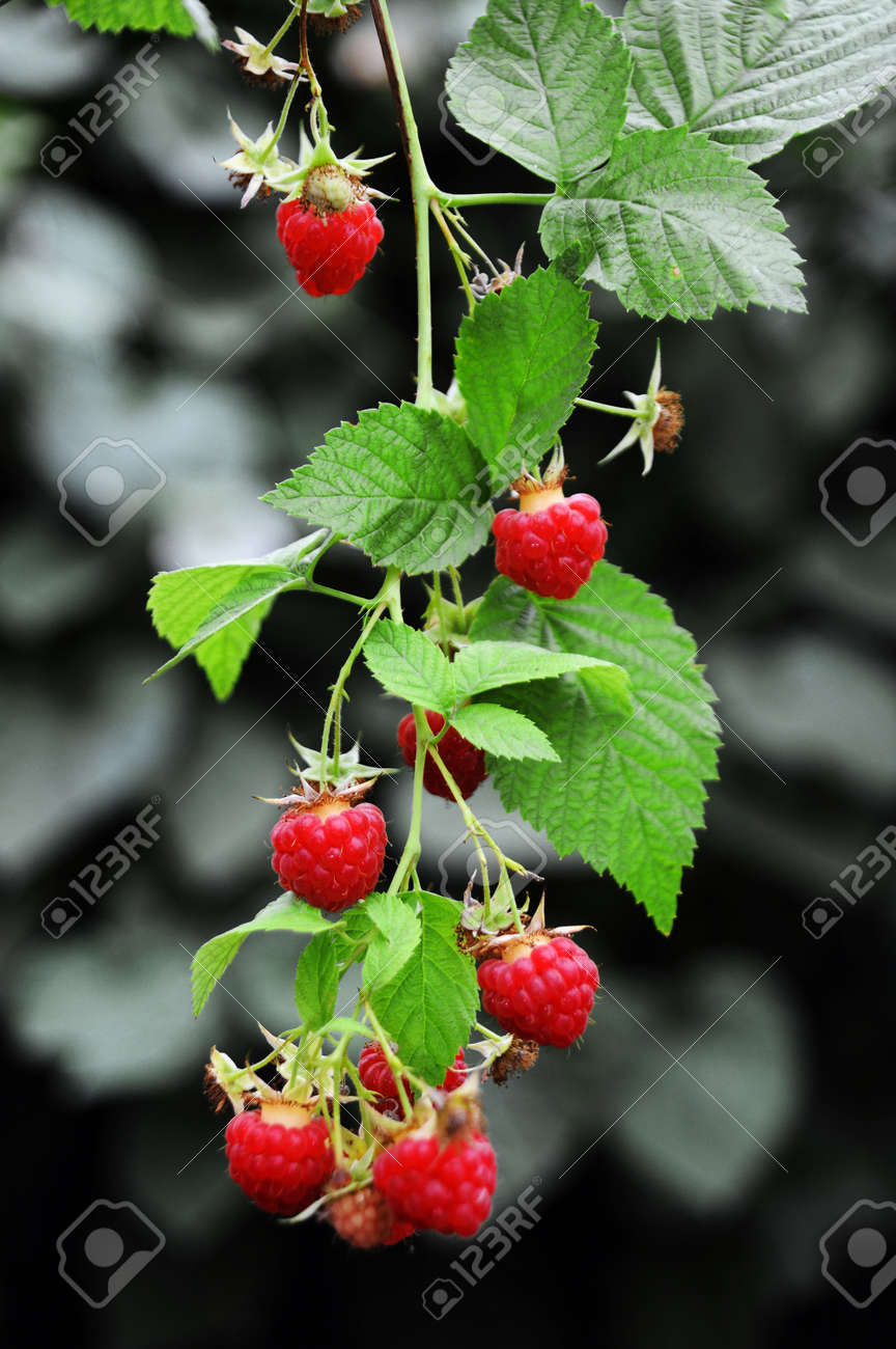 Big red ripe juicy raspberries on the plant - 156011510 Big red ripe juicy raspberries on the plant - 156011510