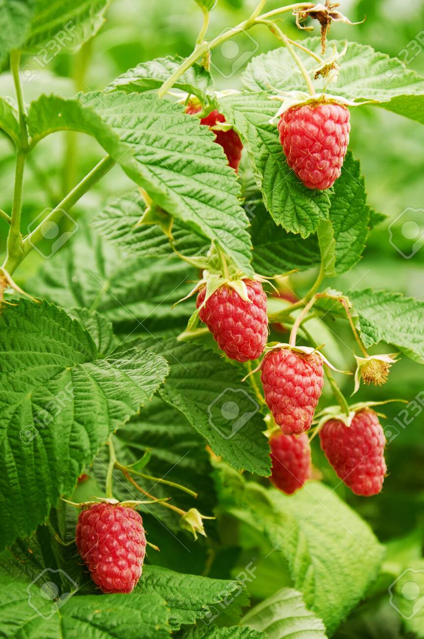 Several ripe red raspberries growing on the branch - 156011946 Several ripe red raspberries growing on the branch - 156011946