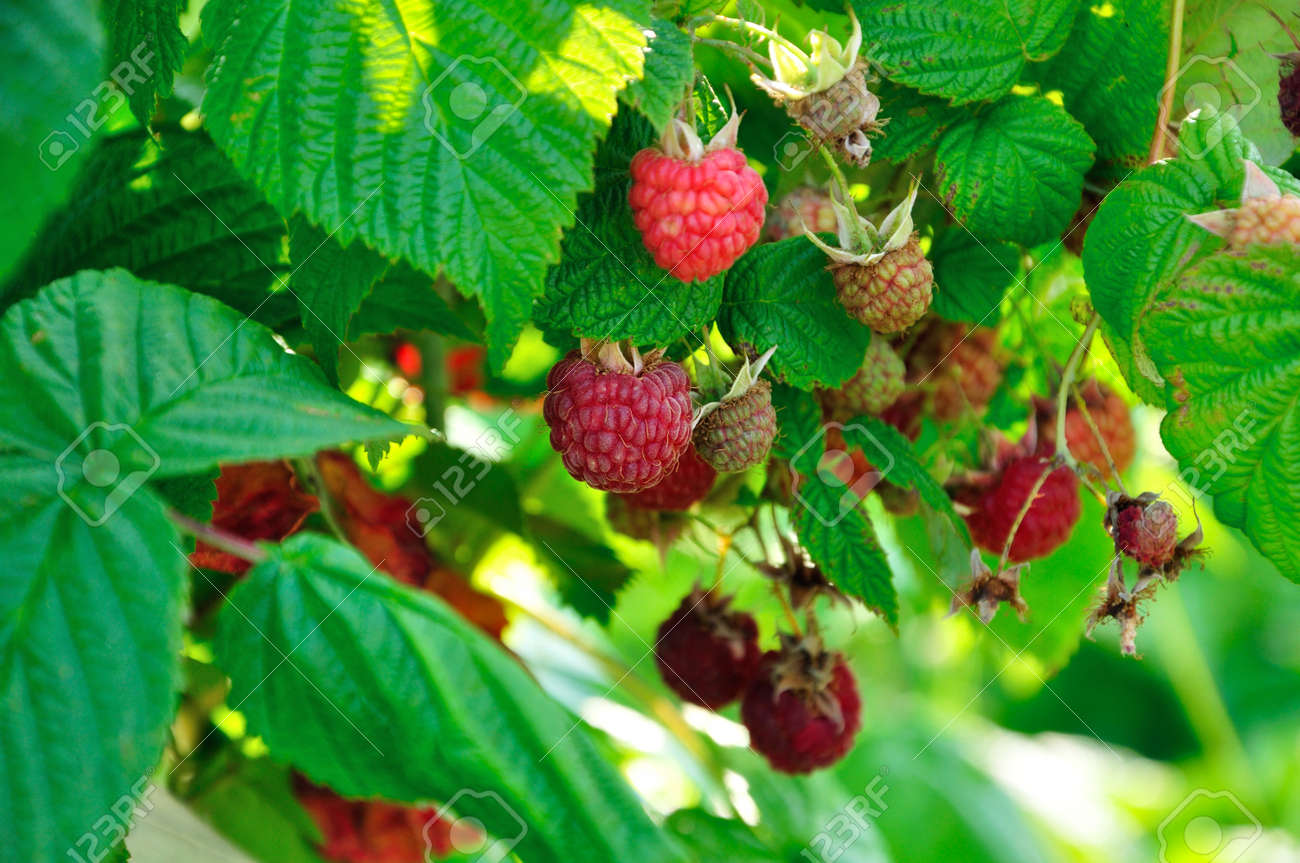 a lot of red raspberries on a bush - 156011643 a lot of red raspberries on a bush - 156011643