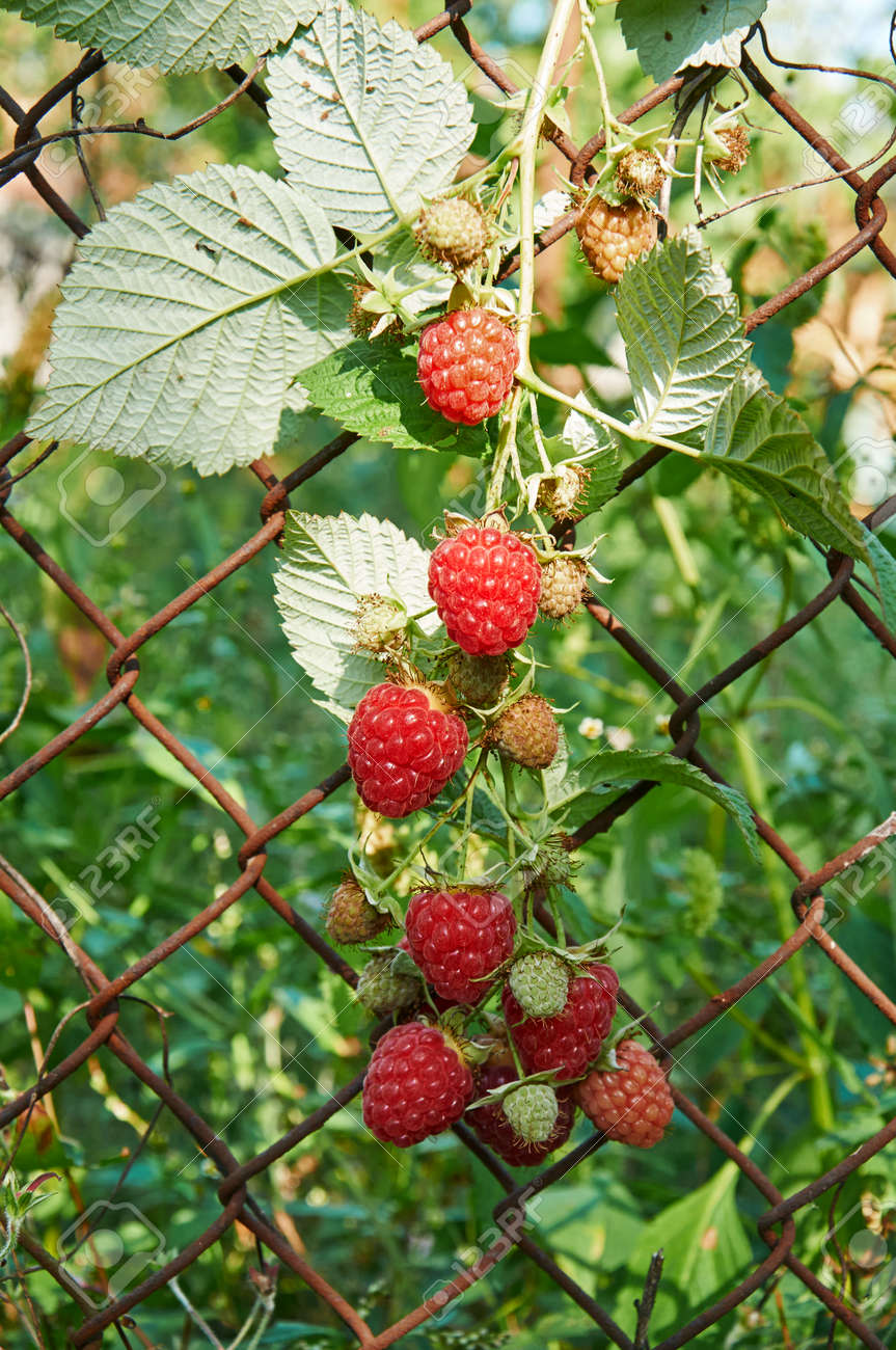 Big red ripe juicy raspberries on a netting - 156386247 Big red ripe juicy raspberries on a netting - 156386247