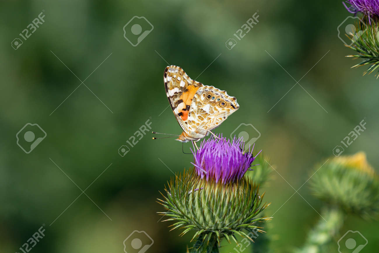 Painted lady butterfly flying into blue sky from flower of spiky thistle - 171528293 Painted lady butterfly flying into blue sky from flower of spiky thistle - 171528293