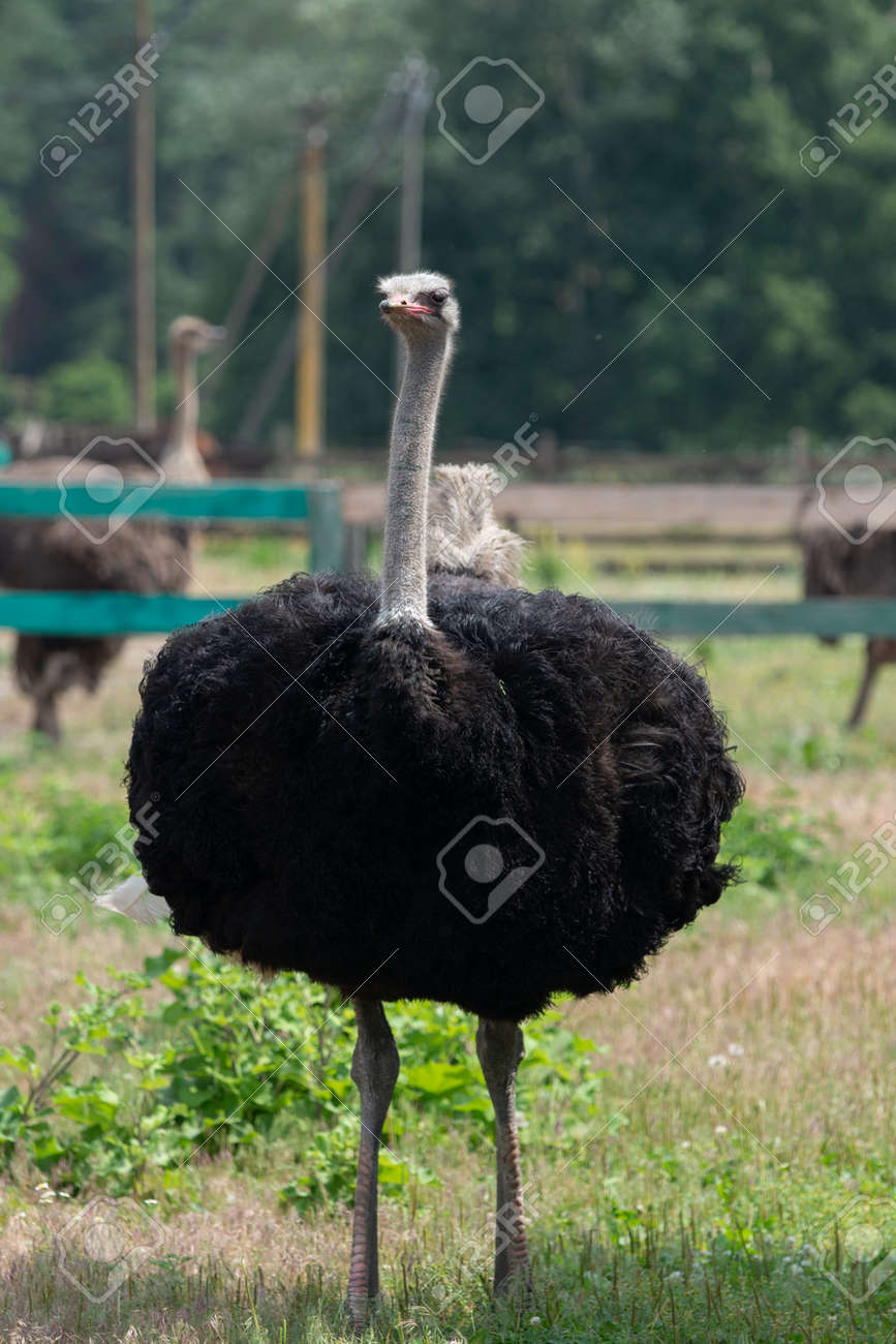 African ostrich standing behind fence on a farm - 171533559 African ostrich standing behind fence on a farm - 171533559