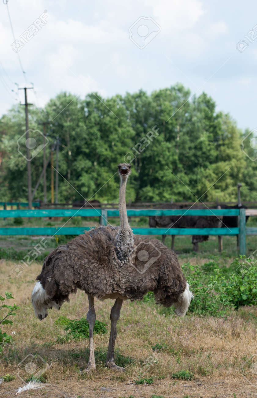 African ostrich standing behind fence on a farm - 171533661 African ostrich standing behind fence on a farm - 171533661