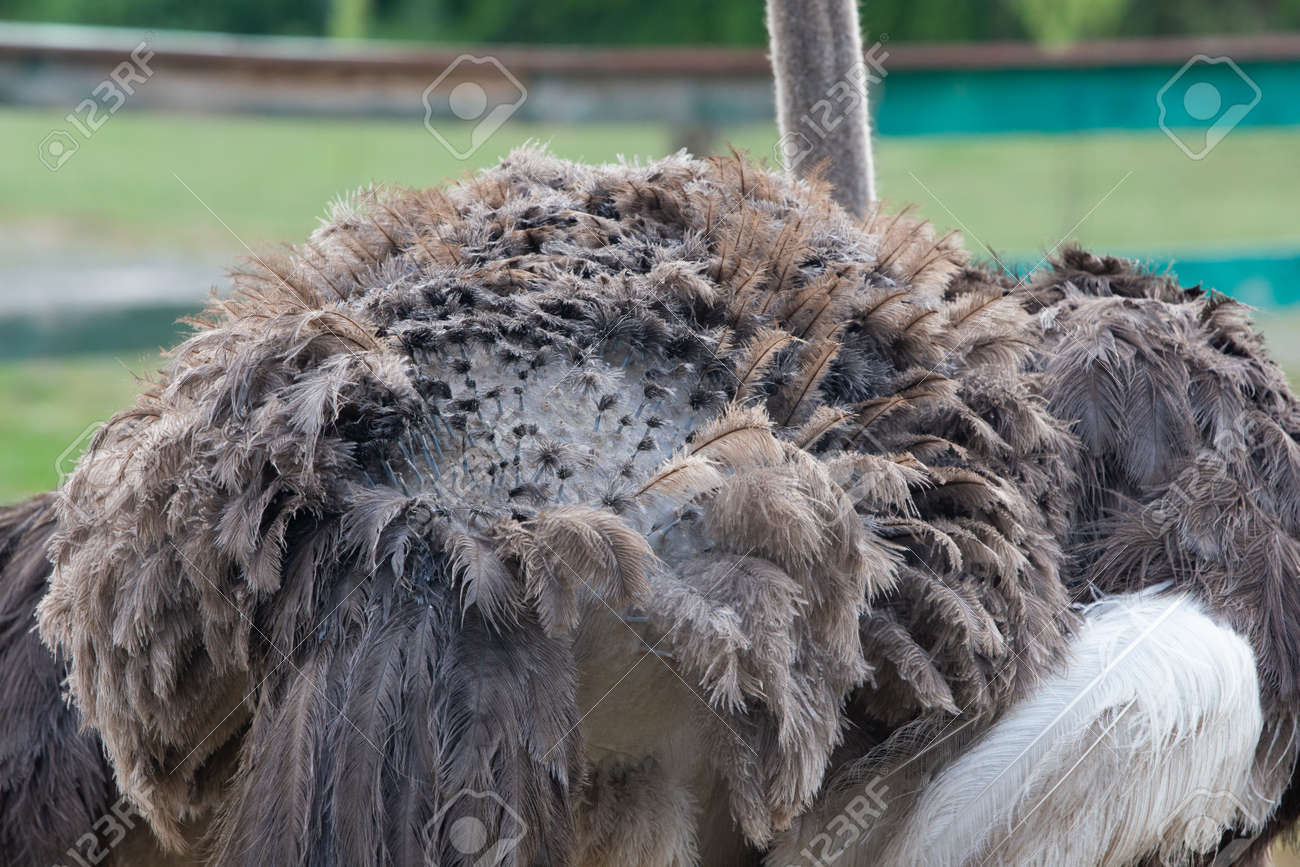 Ostrich feathers growing on its skine close-up. back view - 171533599 Ostrich feathers growing on its skine close-up. back view - 171533599