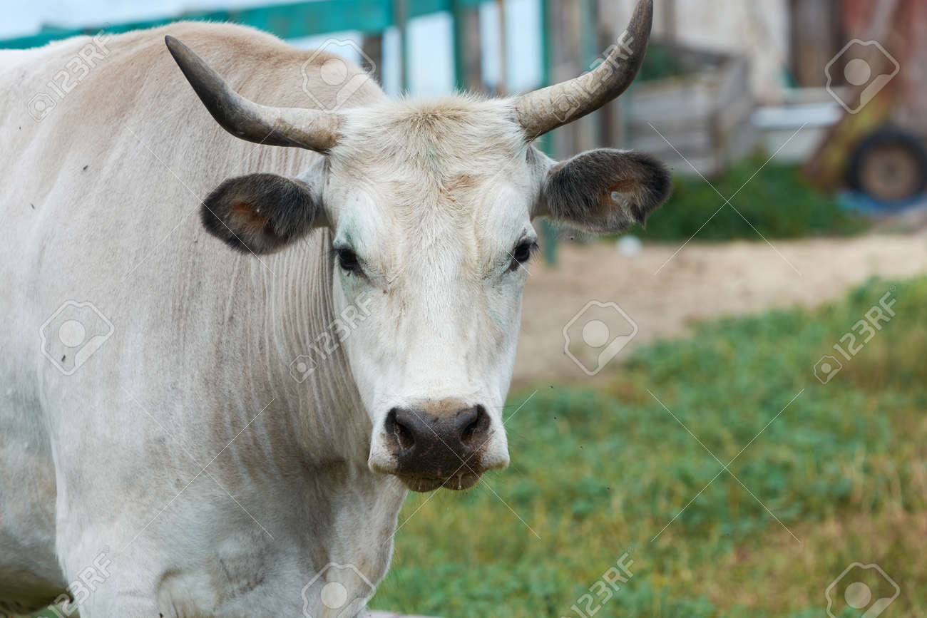 Gray Ukrainian cattle - a breed of cattle of meat and dairy direction, in a aviary. - 171648103 Gray Ukrainian cattle - a breed of cattle of meat and dairy direction, in a aviary. - 171648103