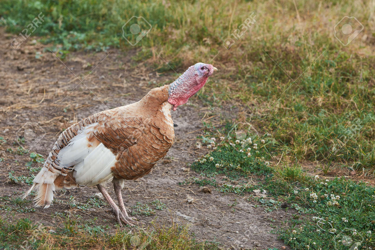 Adult brown and white turkey bird on the farm - 171648163 Adult brown and white turkey bird on the farm - 171648163