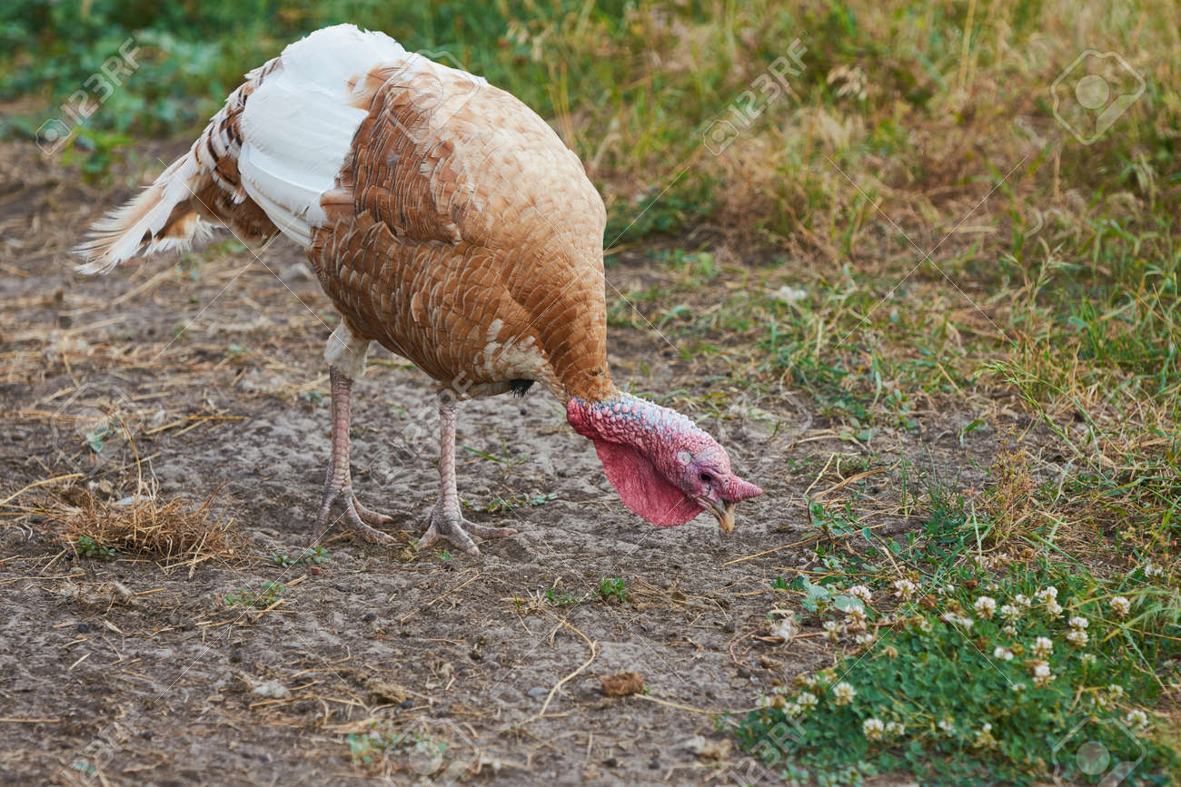 Adult brown and white turkey bird on the farm - 171648323 Adult brown and white turkey bird on the farm - 171648323