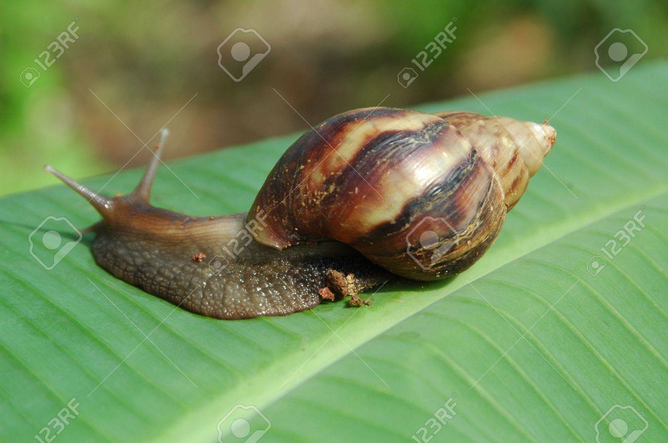 Helix Aspersa a.k.a edible Snail - 2154662