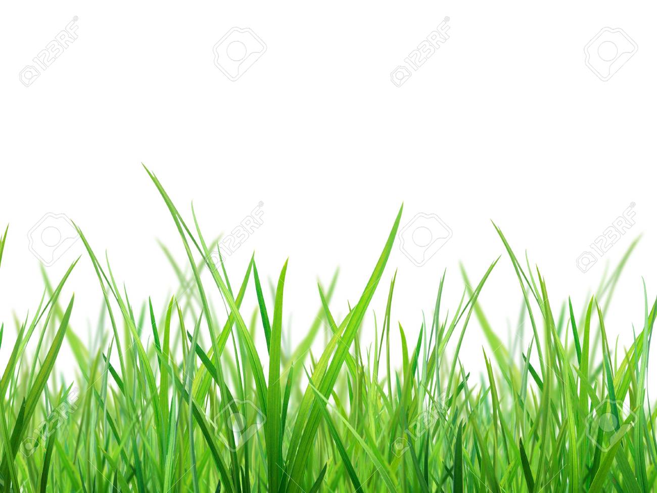 草の素材の写真素材・画像素材 Image 8828442 