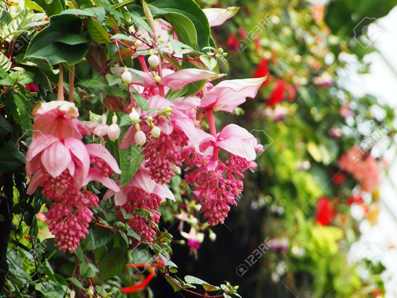 緑の葉の壁に巨大なピンクの垂れた花 の写真素材 画像素材 Image