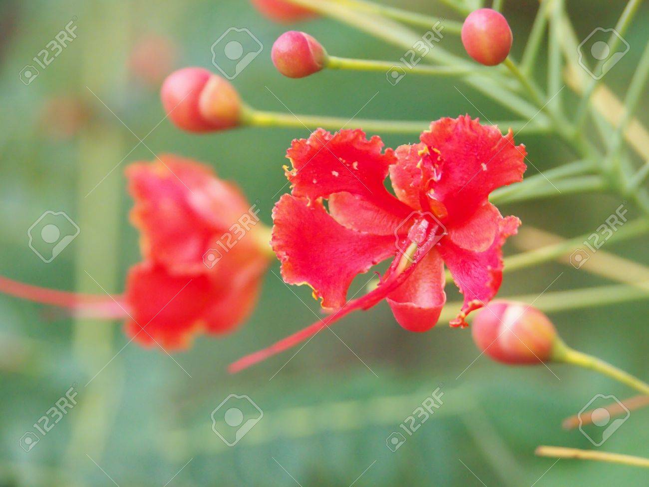 めしべの長い赤い花 の写真素材 画像素材 Image