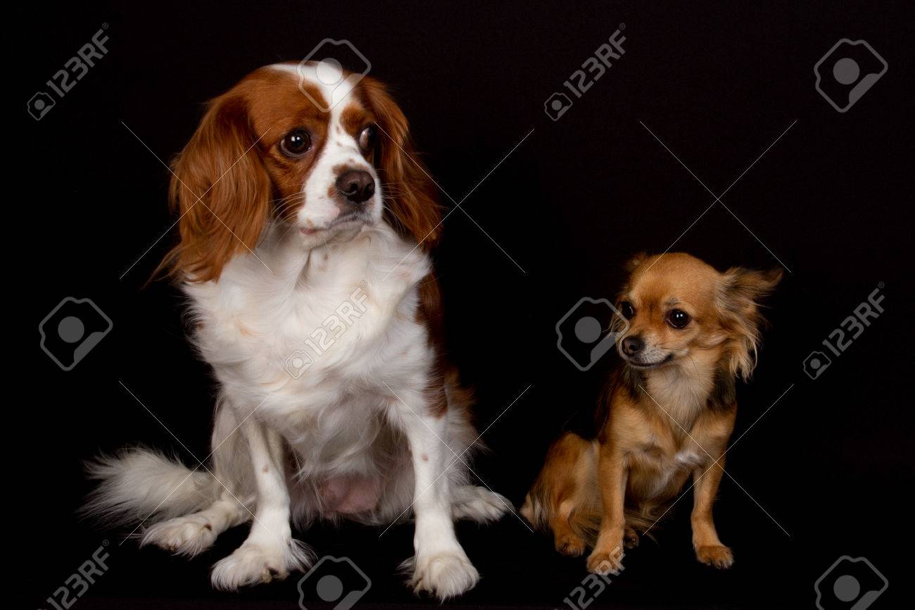 worlds cutest puppys